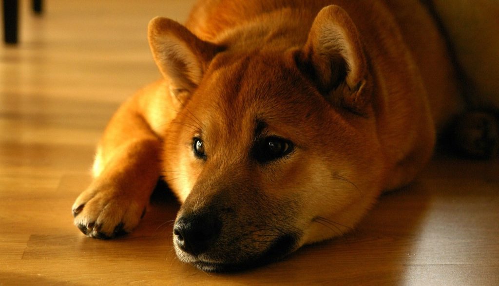 Shiba Inu