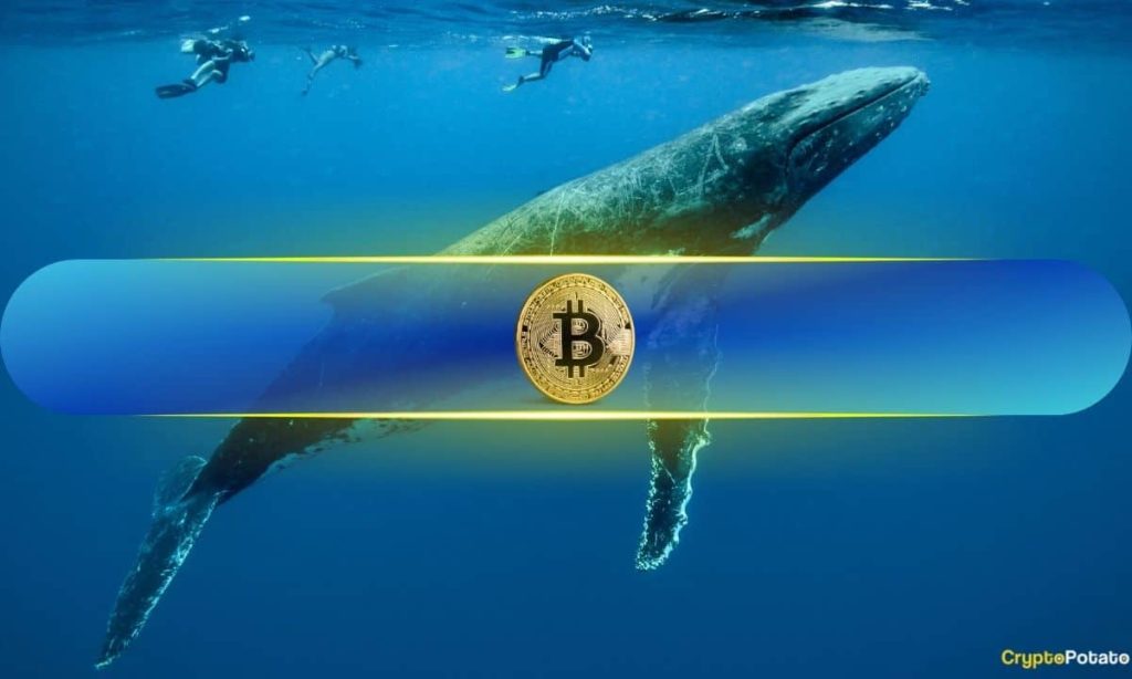 Bitcoin Whales Have Been Buying 'Like Never Before:' Analyst 