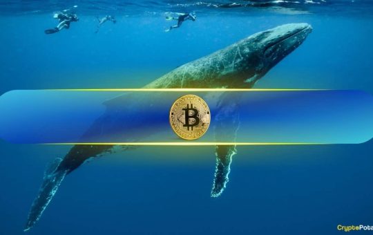 Bitcoin Whales Have Been Buying 'Like Never Before:' Analyst 