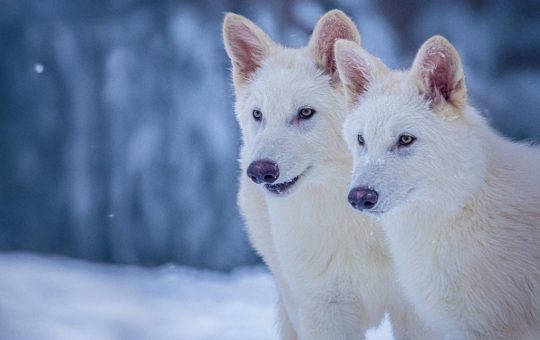 The dire wolf has returned from the dead. A Dallas company 'de-extincted' them