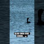 BLACK SWAN EVENT COMING… #blackswan #crypto #news #xrp #digitalassets #usa #cryptonews #lol #wow